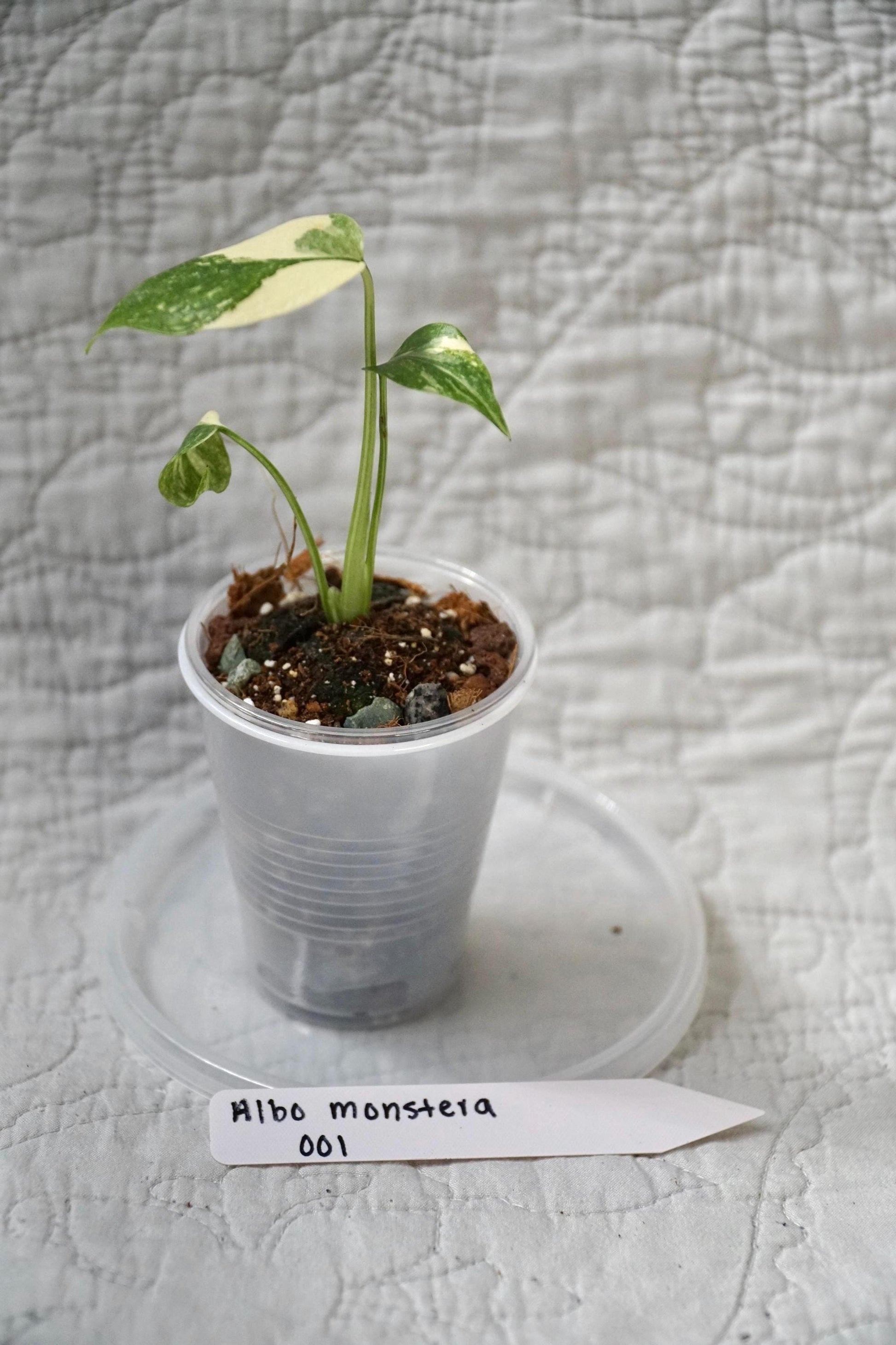 Monstera Albo Variegated 2” Pot Starter – EXACT PLANT – rare variegated monstera live aroid tropical houseplant