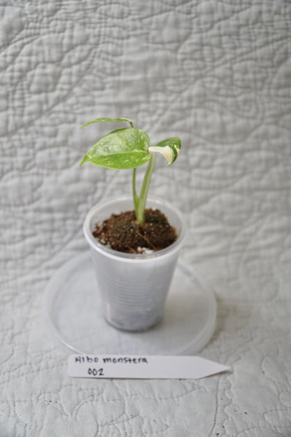 Monstera Albo Variegated 2” Pot Starter – EXACT PLANT – rare variegated monstera live aroid tropical houseplant