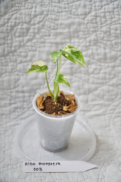 Monstera Albo Variegated 2” Pot Starter – EXACT PLANT – rare variegated monstera live aroid tropical houseplant