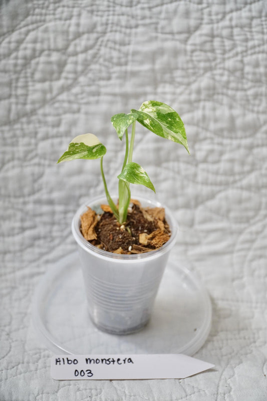Monstera Albo Variegated 2” Pot Starter – EXACT PLANT – rare variegated monstera live aroid tropical houseplant