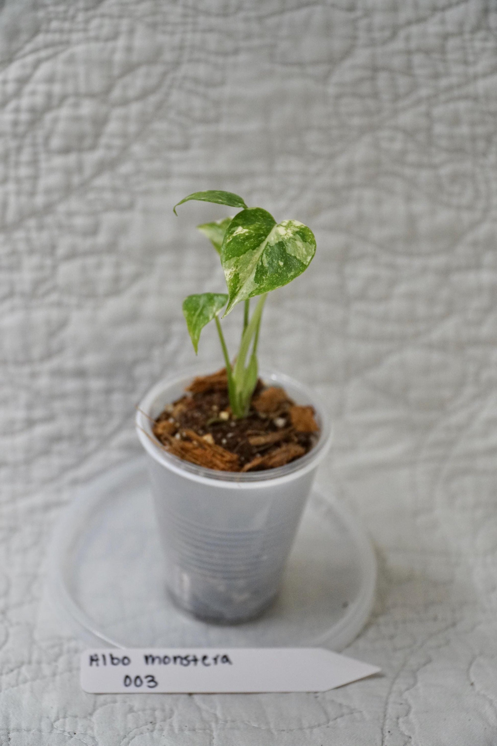 Monstera Albo Variegated 2” Pot Starter – EXACT PLANT – rare variegated monstera live aroid tropical houseplant