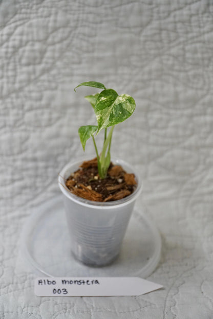 Monstera Albo Variegated 2” Pot Starter – EXACT PLANT – rare variegated monstera live aroid tropical houseplant