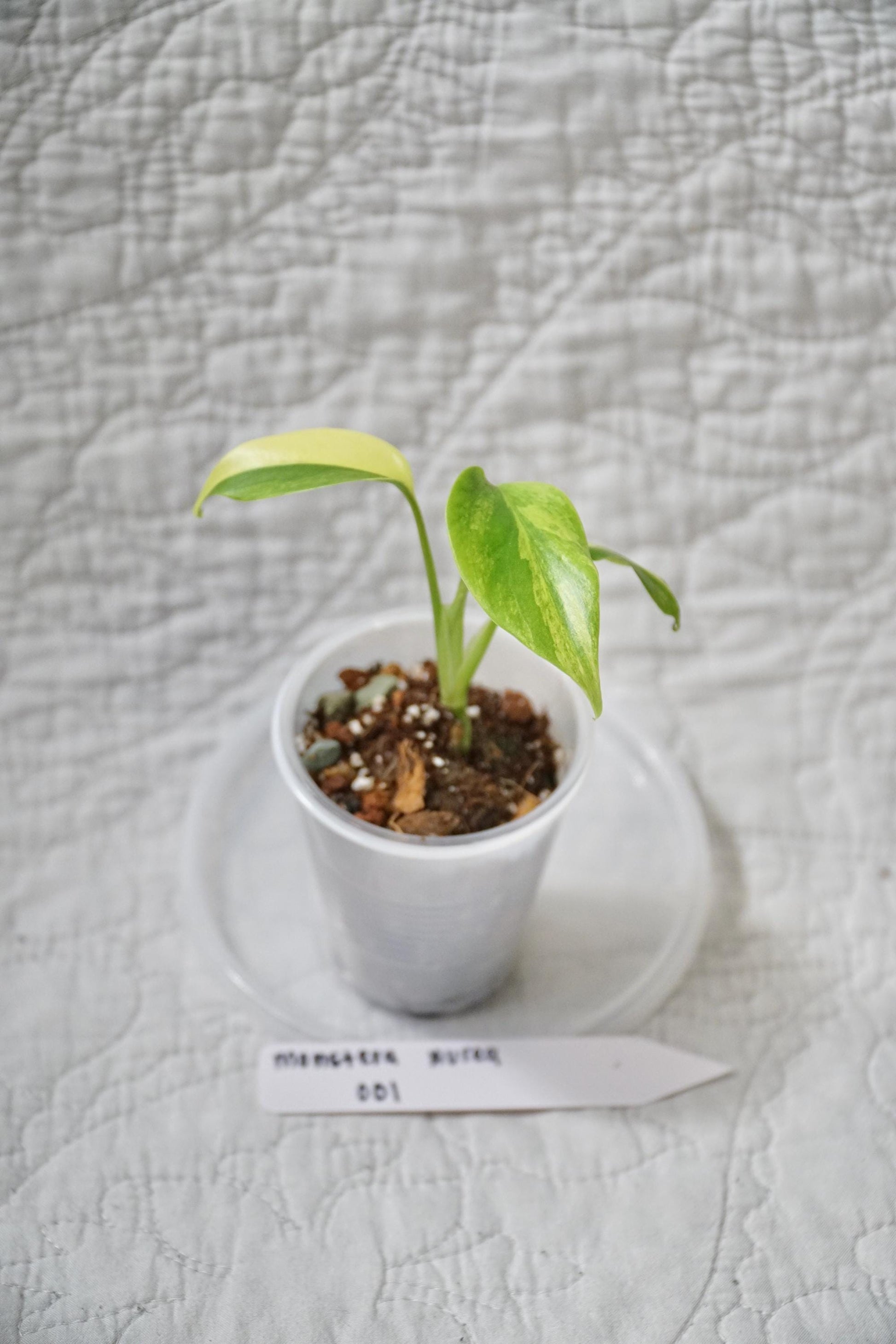 Monstera Deliciosa Aurea Variegated 3" pot – EXACT PLANT – RARE Live Houseplant Halfmoon