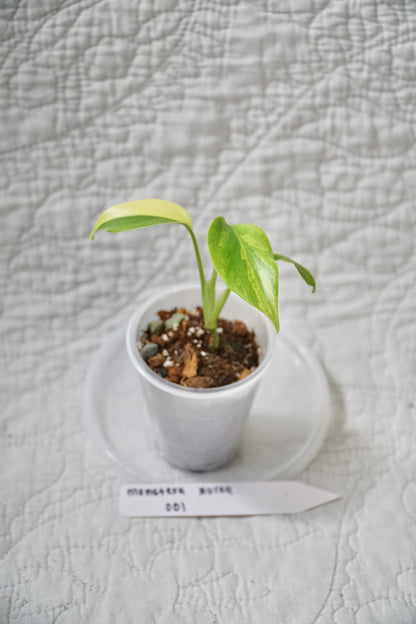 Monstera Deliciosa Aurea Variegated 3" pot – EXACT PLANT – RARE Live Houseplant Halfmoon