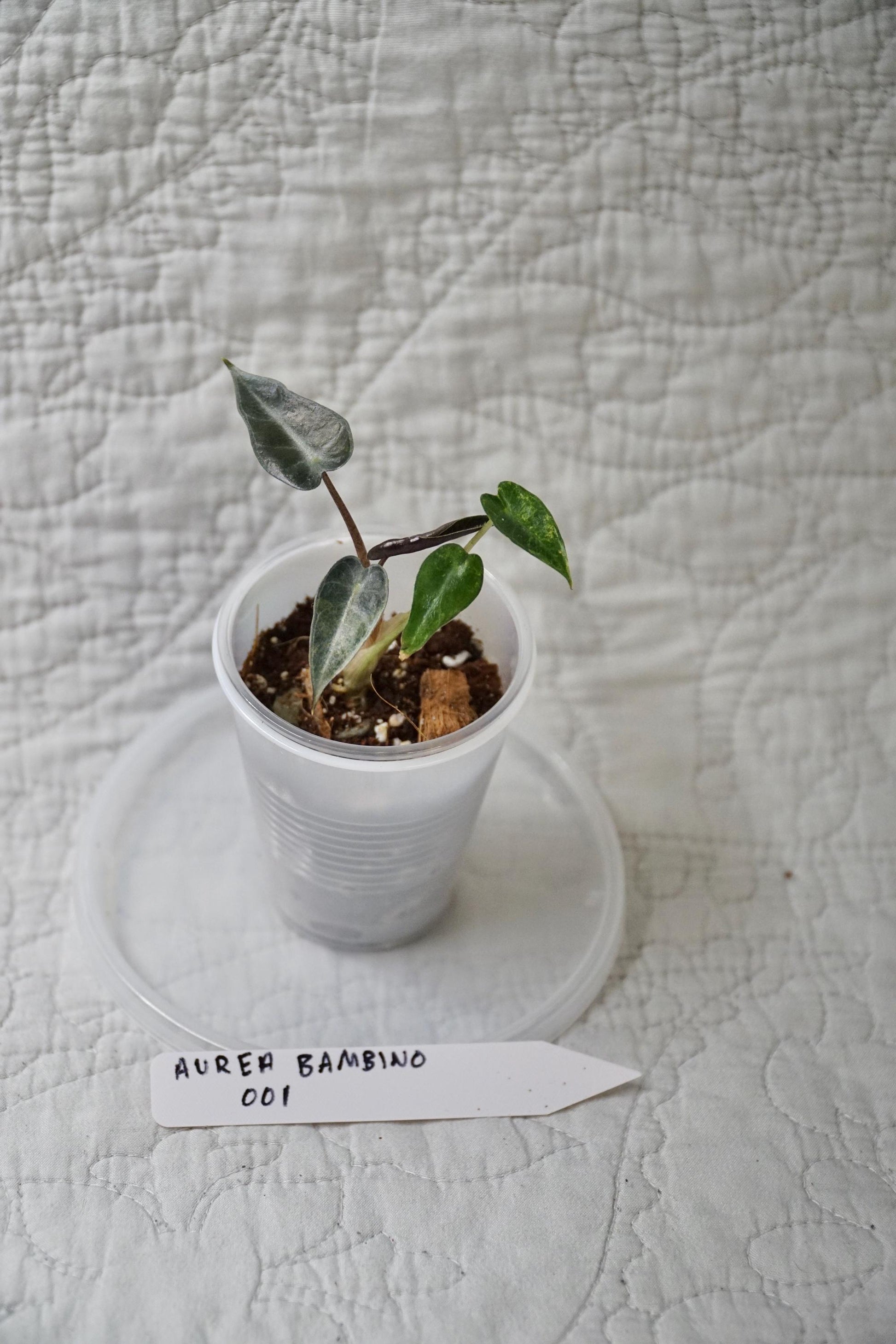 Alocasia Bambino Aurea Variegated 2” Pot Starter – EXACT PLANT – rare variegated alocasia tropical houseplant indoor plant