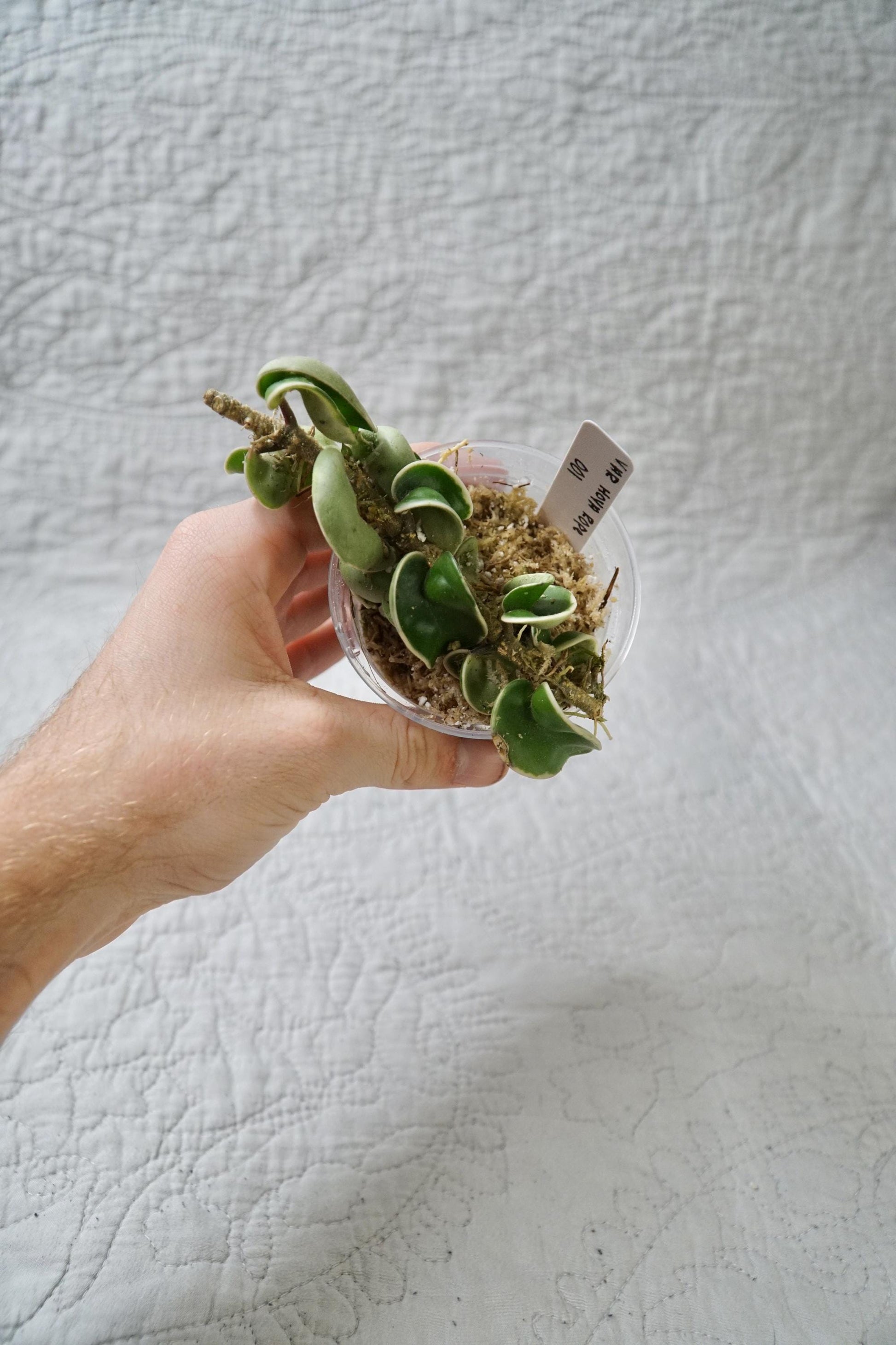 Hoya Rope Variegated 3” Pot – EXACT PLANT – rare variegated hoya tropical houseplant indoor plant