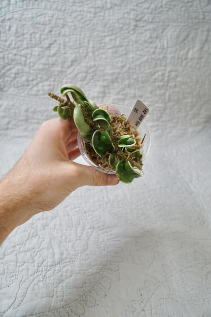 Hoya Rope Variegated 3” Pot – EXACT PLANT – rare variegated hoya tropical houseplant indoor plant
