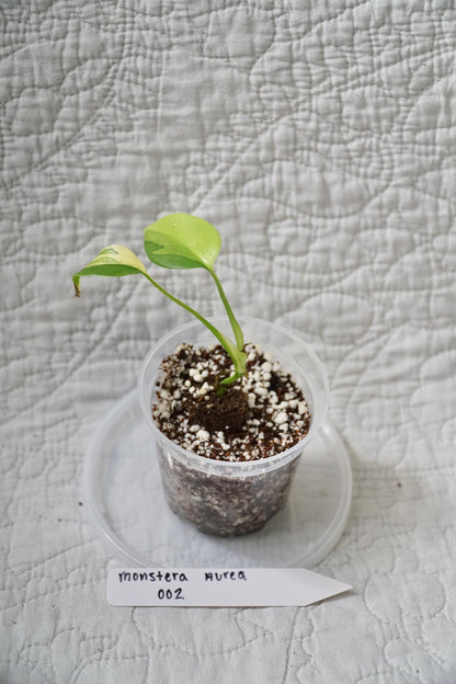 Monstera Deliciosa Aurea Variegated 2" pot – EXACT PLANT – RARE Live Houseplant Halfmoon