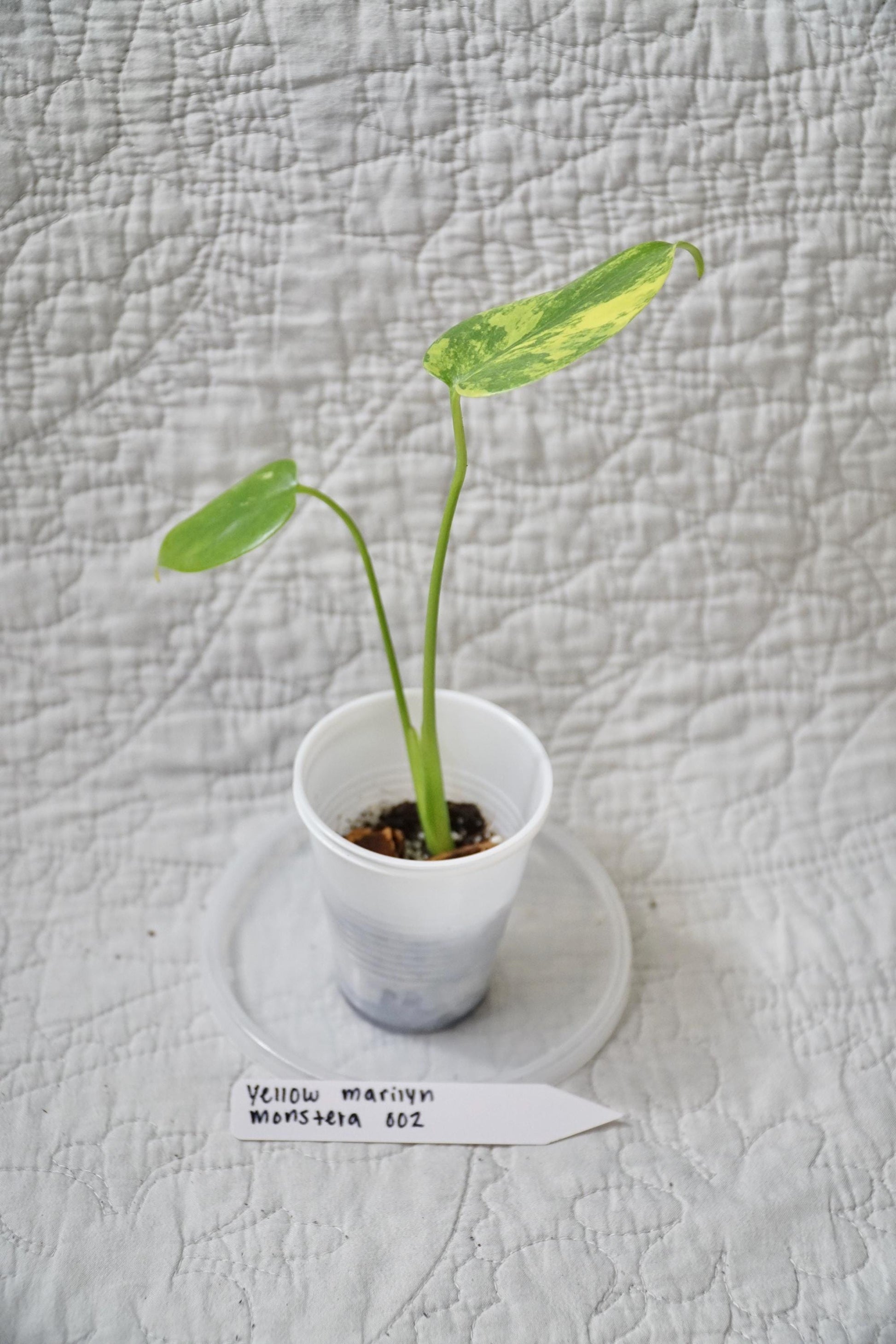 Monstera Deliciosa Yellow Marilyn 'Kunzo' Large Form 2" pot - EXACT Plant - RARE LIVE Houseplant