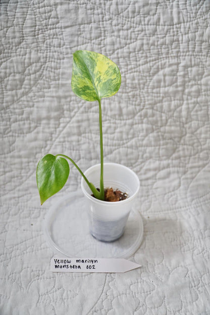 Monstera Deliciosa Yellow Marilyn 'Kunzo' Large Form 2" pot - EXACT Plant - RARE LIVE Houseplant