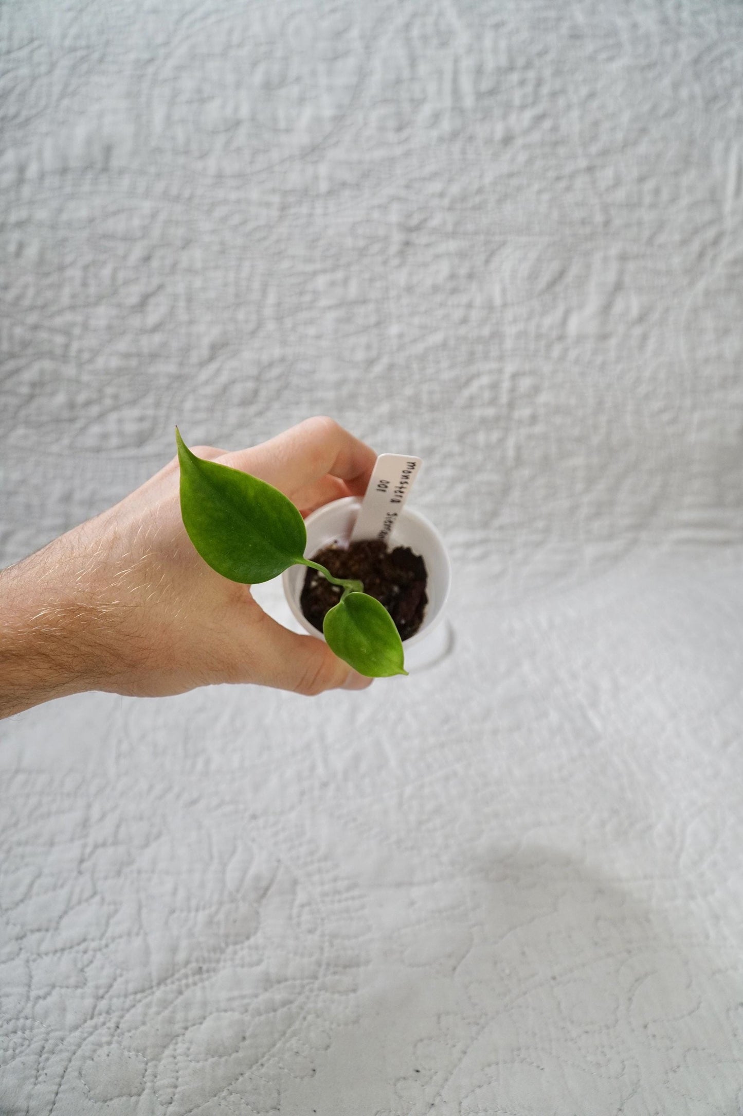 Monstera Sierrana 2” Pot Starter – EXACT PLANT – rare monstera live aroid tropical houseplant