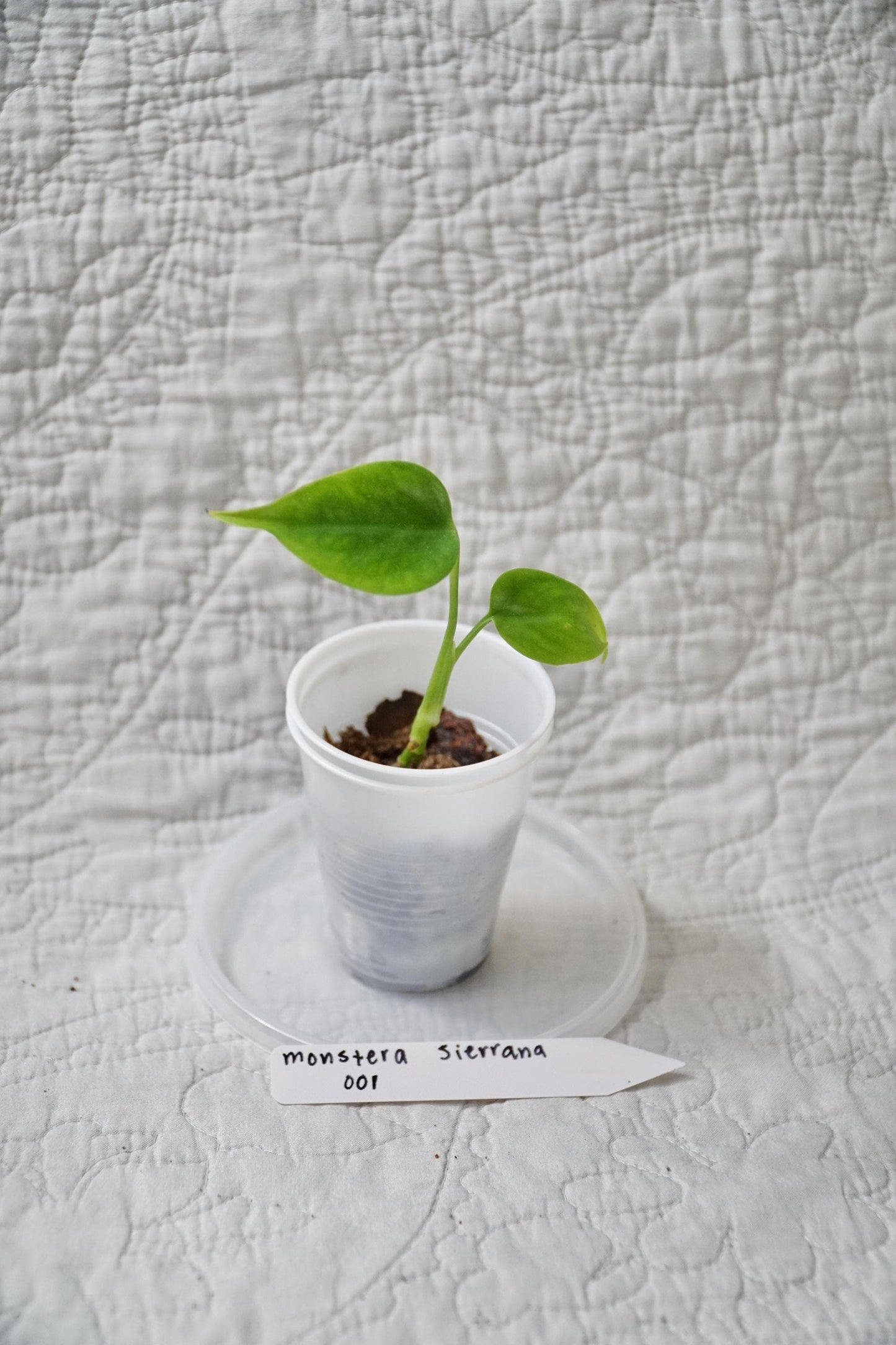Monstera Sierrana 2” Pot Starter – EXACT PLANT – rare monstera live aroid tropical houseplant