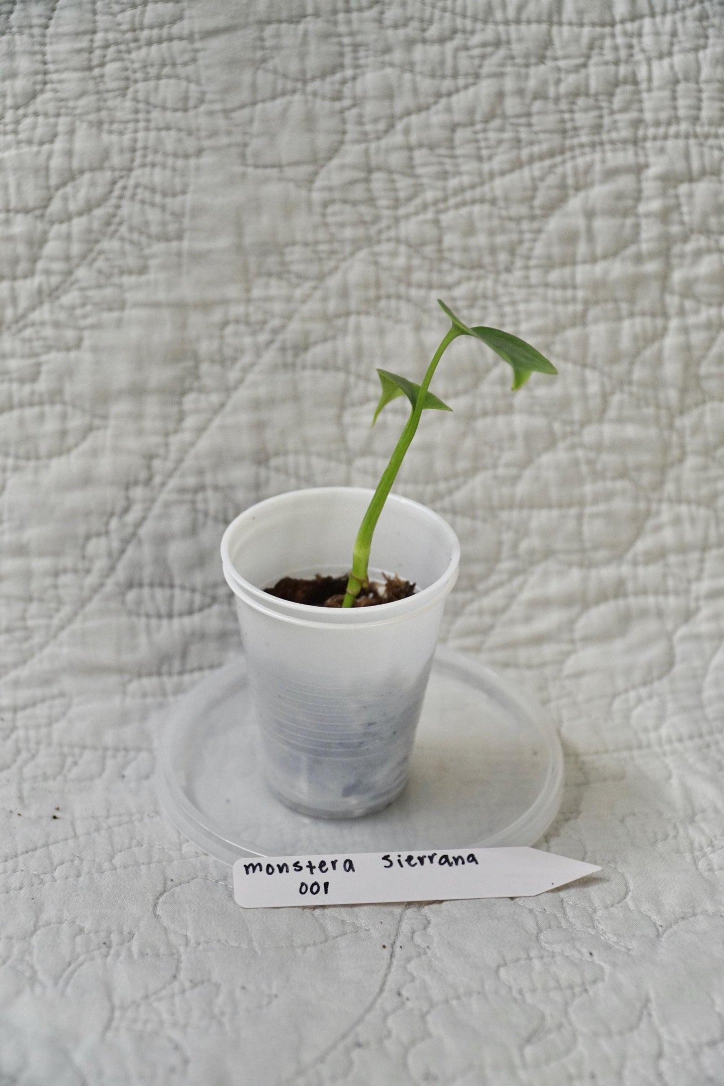 Monstera Sierrana 2” Pot Starter – EXACT PLANT – rare monstera live aroid tropical houseplant