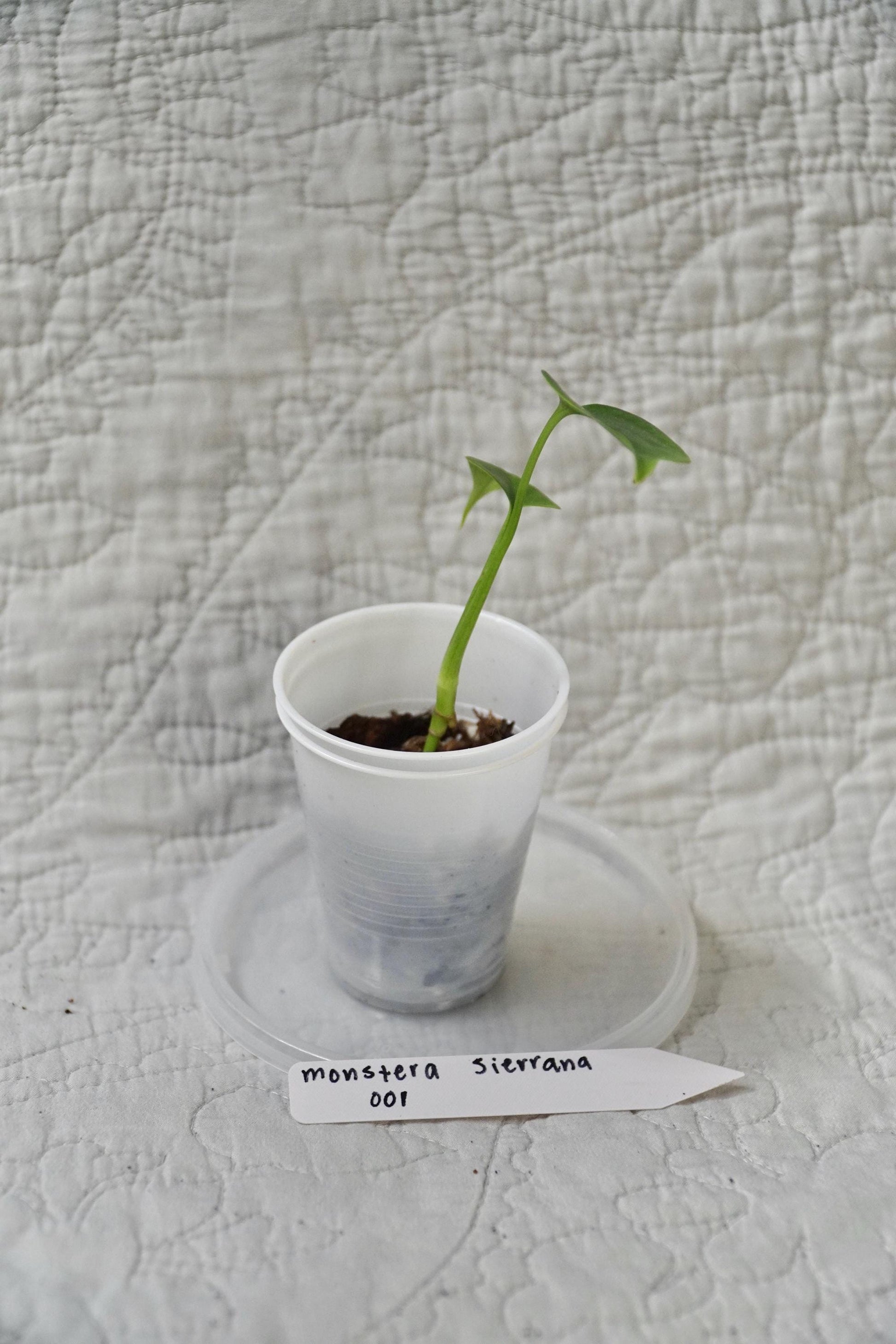 Monstera Sierrana 2” Pot Starter – EXACT PLANT – rare monstera live aroid tropical houseplant