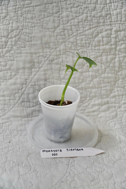 Monstera Sierrana 2” Pot Starter – EXACT PLANT – rare monstera live aroid tropical houseplant