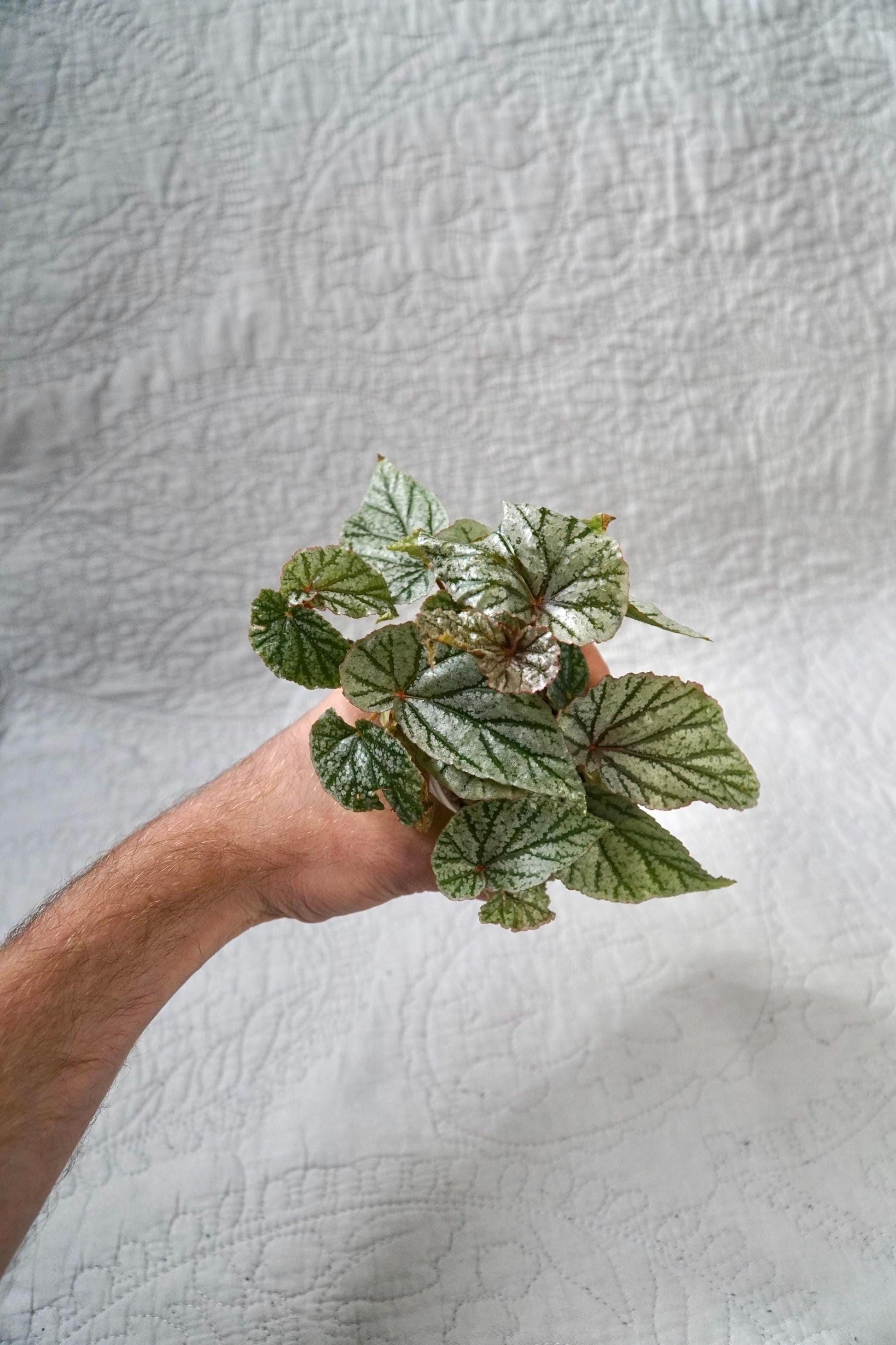 Begonia Frosty 2” Pot – EXACT PLANT – Rare Live Houseplant