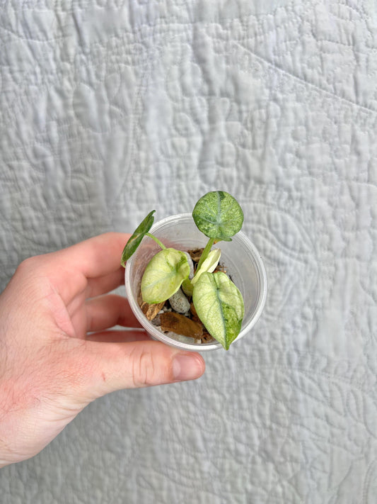 Alocasia Ninja Tricolor ANTC02