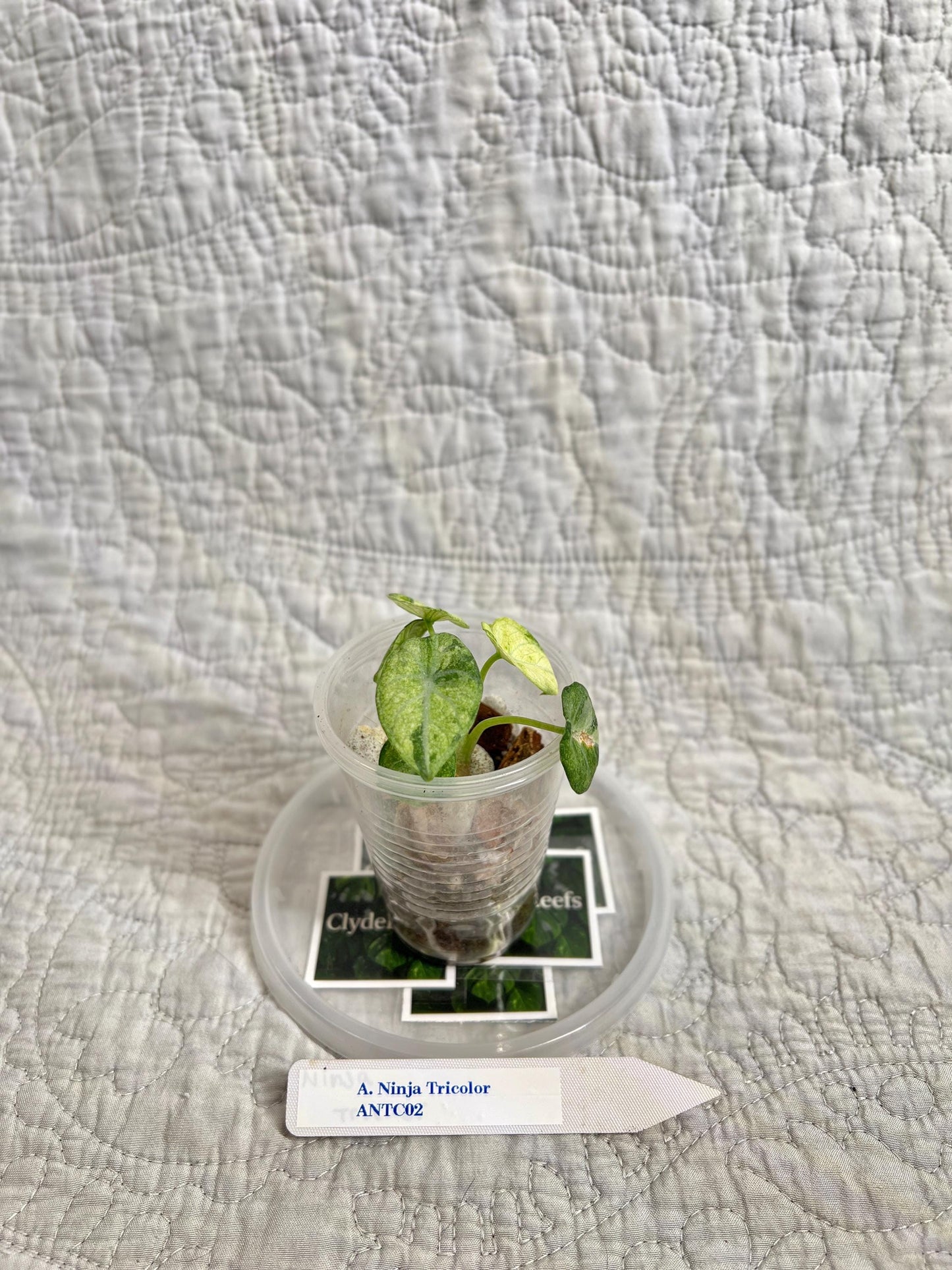 Alocasia Ninja Tricolor ANTC02