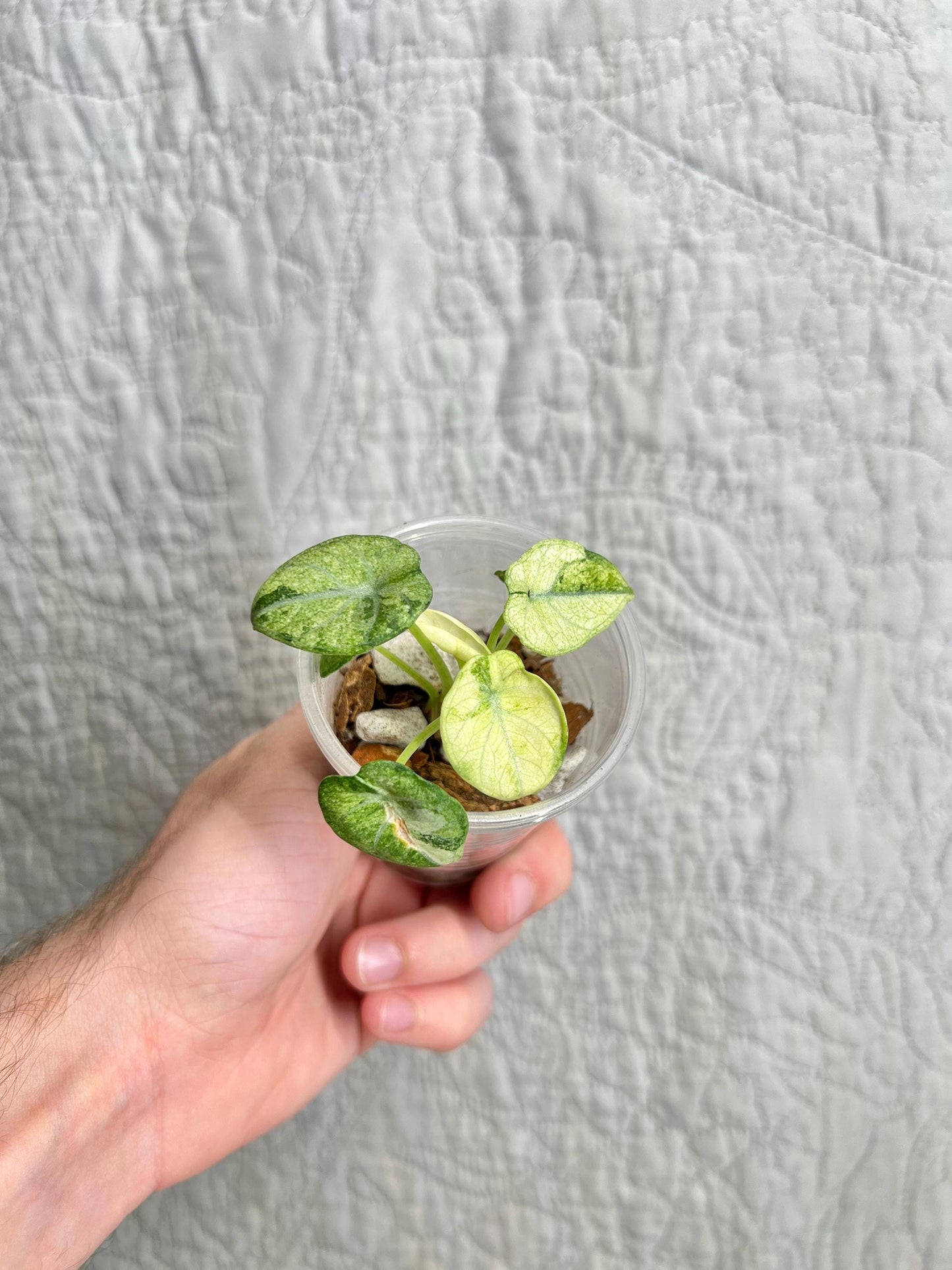 Alocasia Ninja Tricolor ANTC02