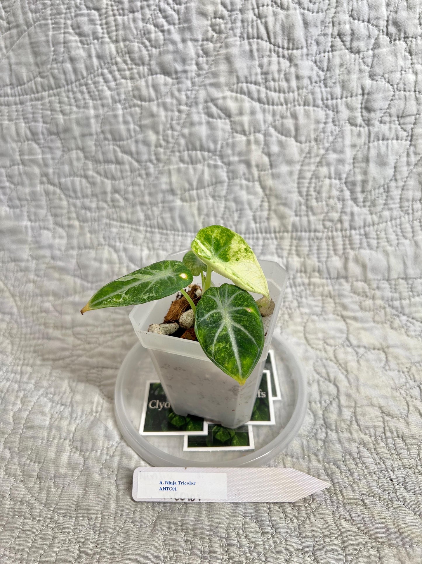 Alocasia Ninja Tricolor ANTC01