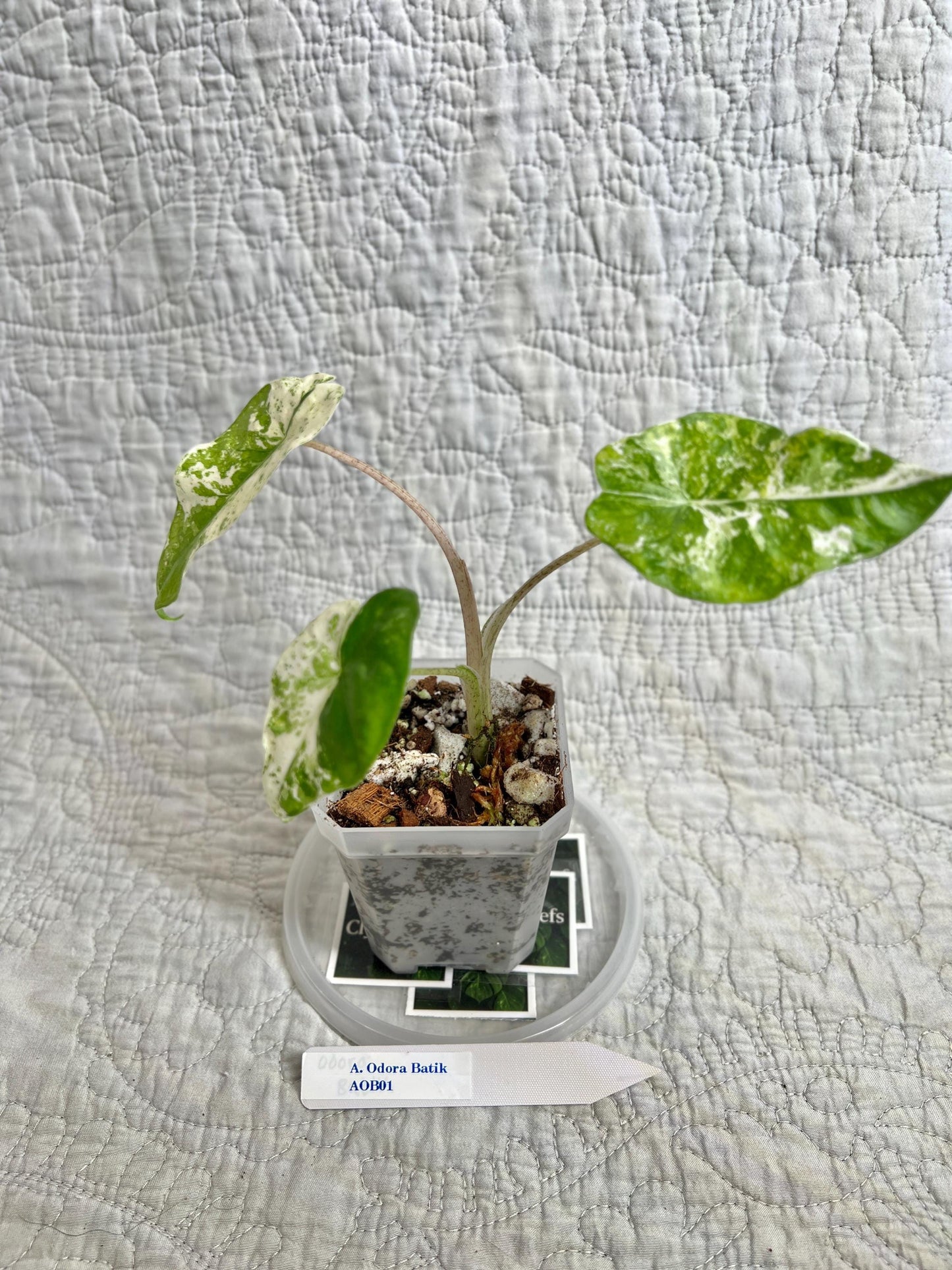 Alocasia Odora Batik AOB01
