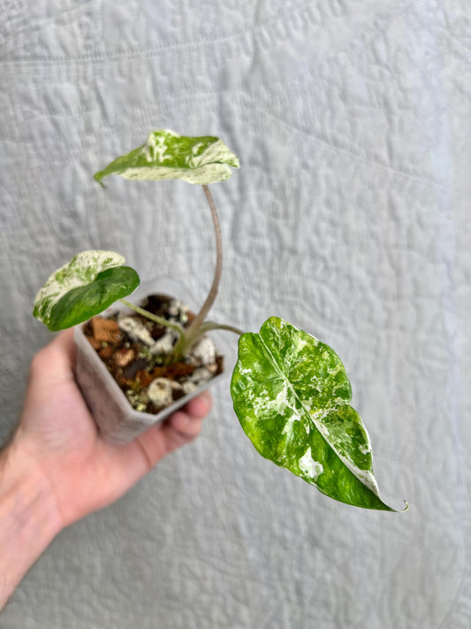 Alocasia Odora Batik AOB01
