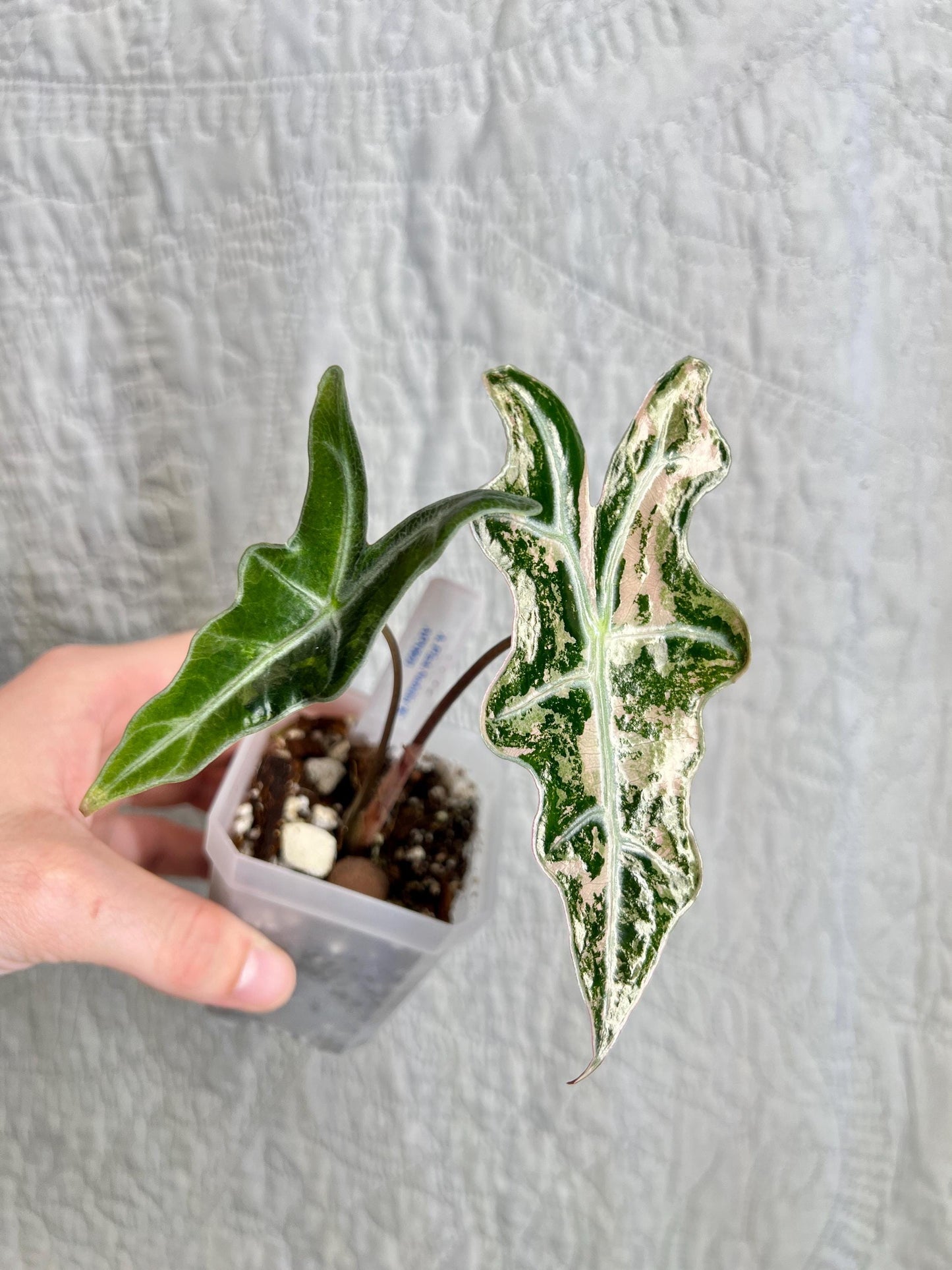 Alocasia Pink K Nobilis APNK01