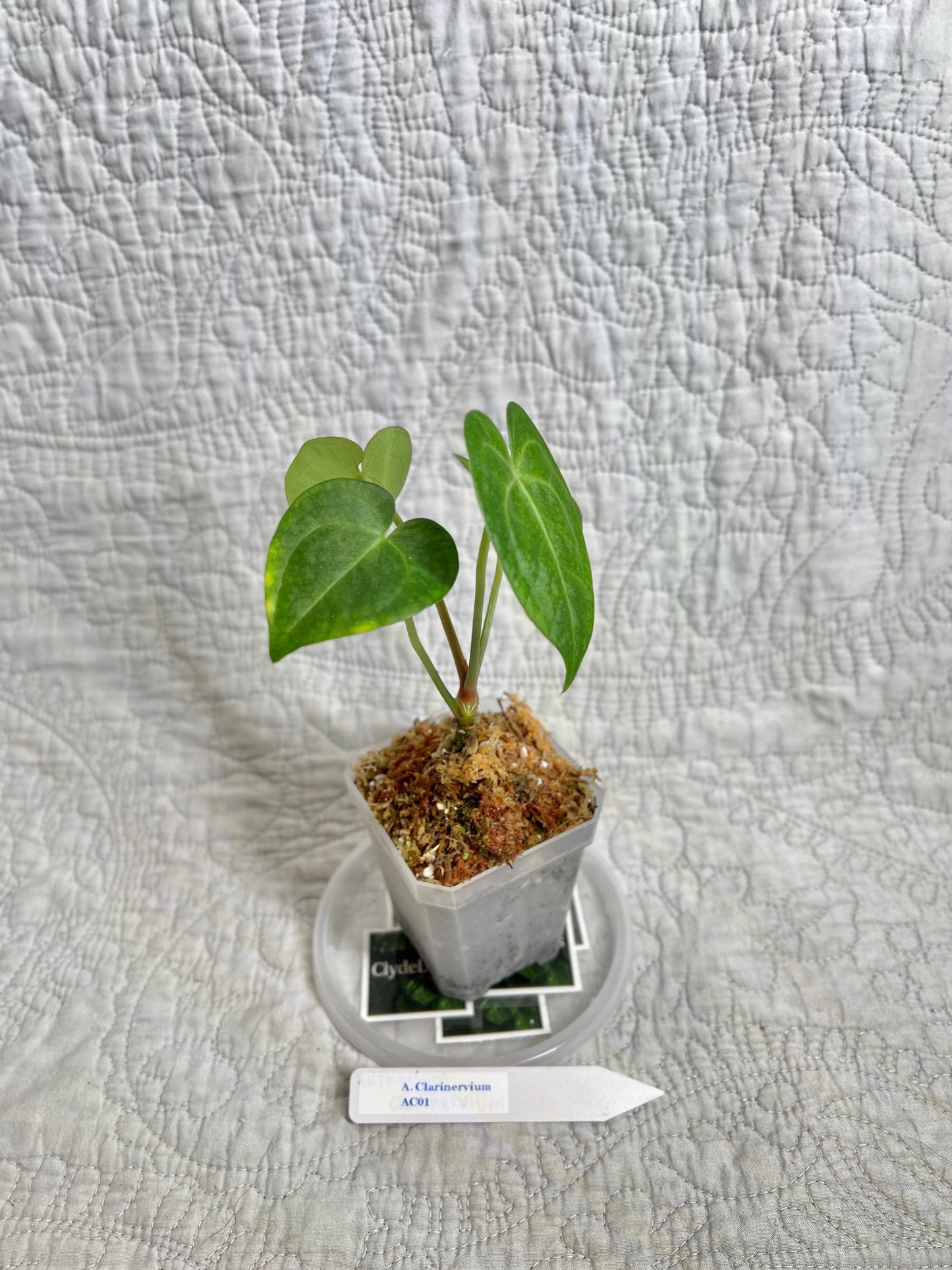 Anthurium Clarinervium AC01