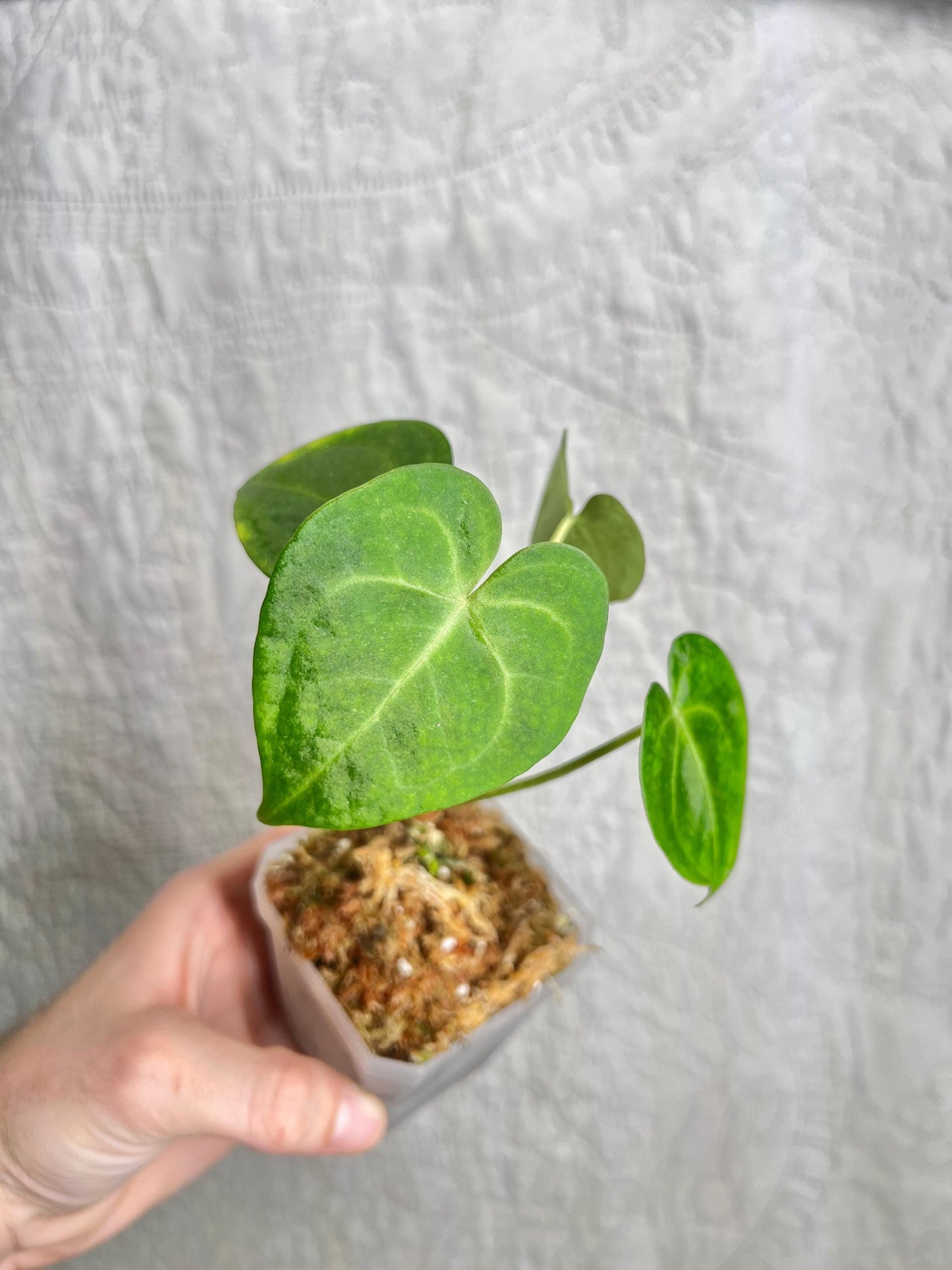 Anthurium Clarinervium AC01