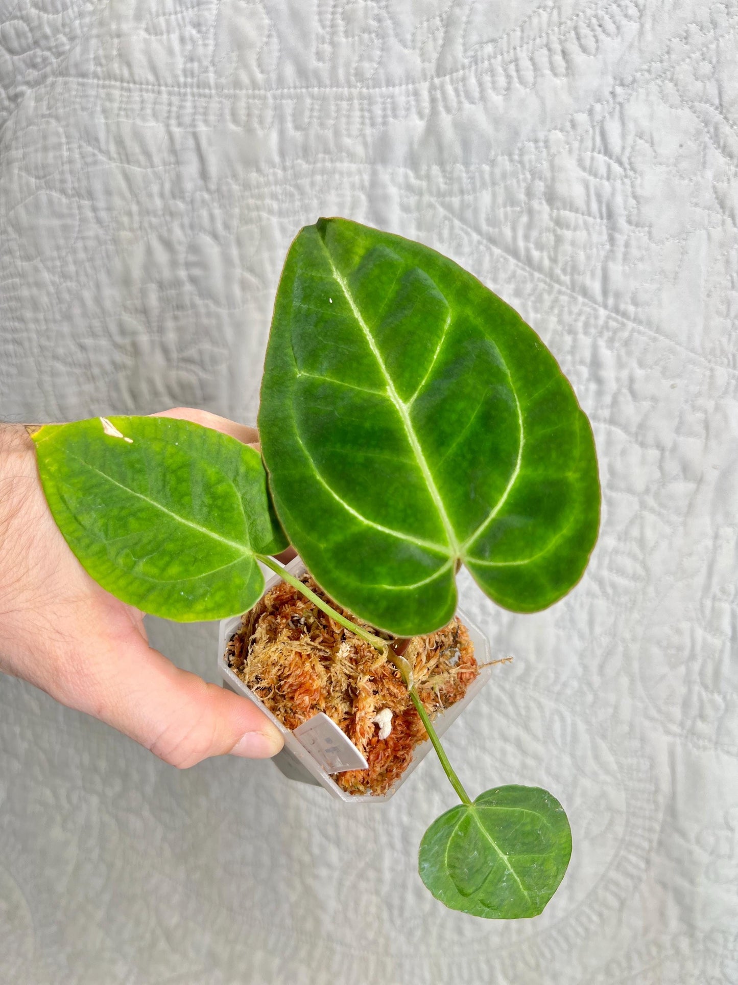 Anthurium Clarinervium AC01