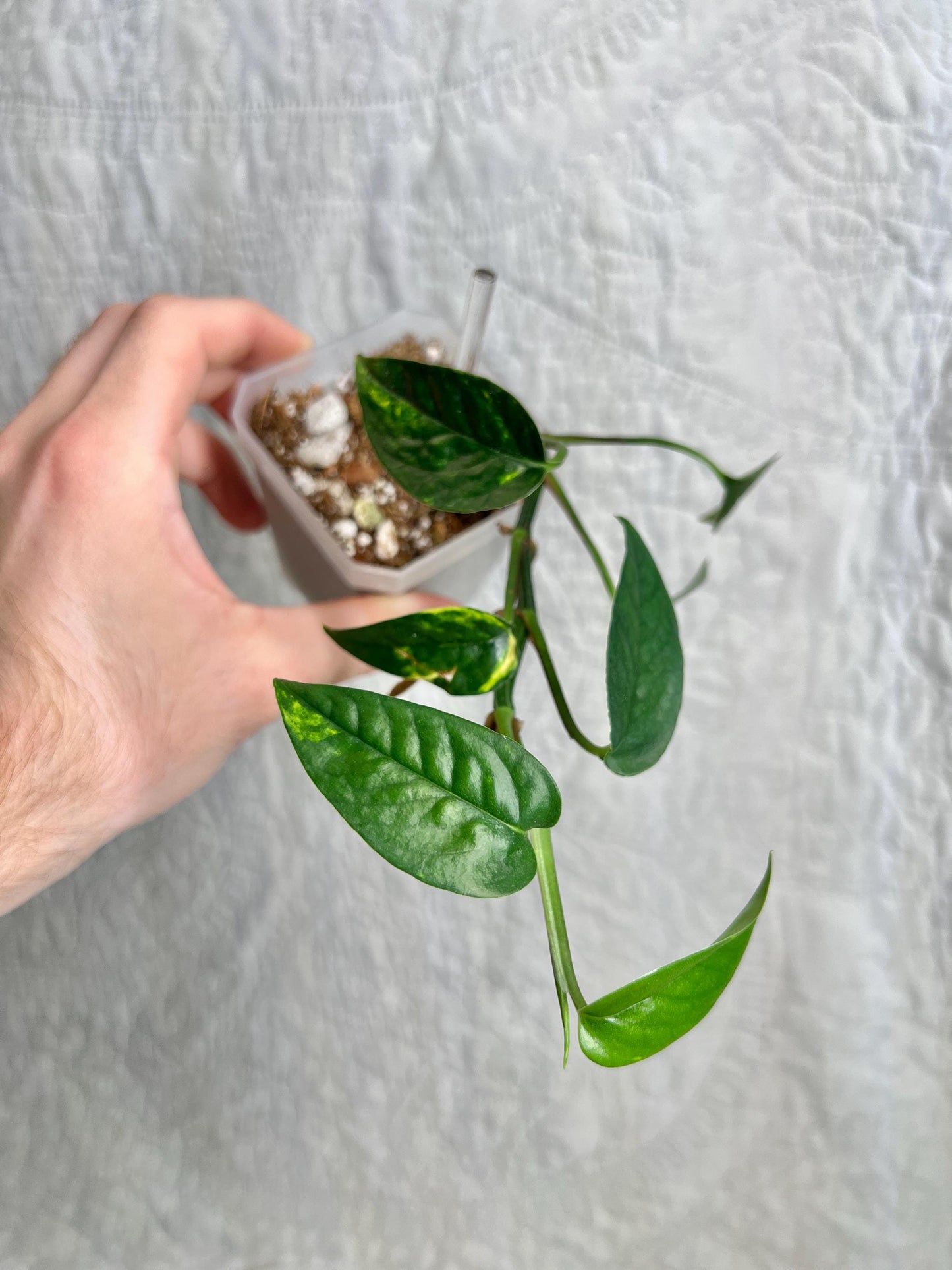 Epipremnum Pinnatum Fire Flame EPFF01