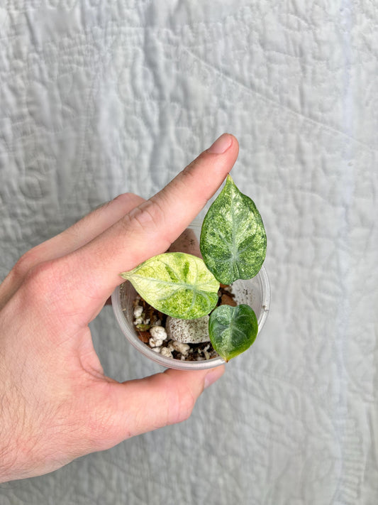 Alocasia Ninja Tricolor ANTC03