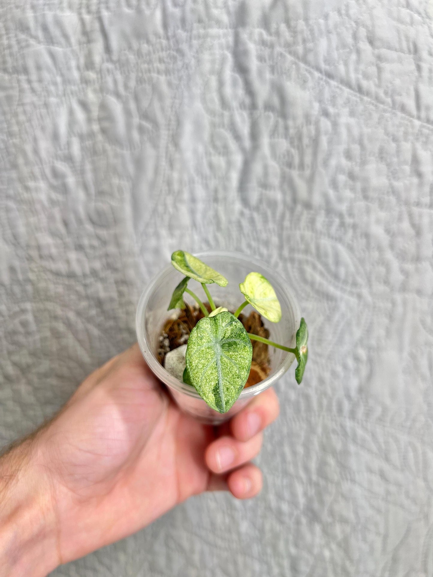 Alocasia Ninja Tricolor ANTC02