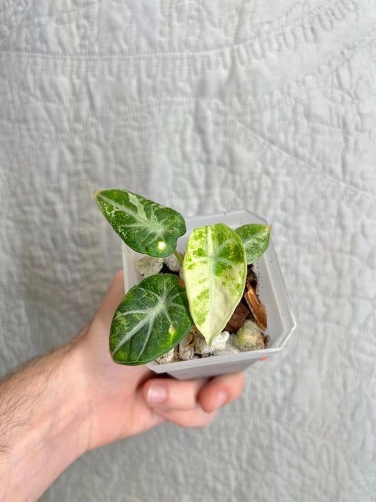 Alocasia Ninja Tricolor ANTC01