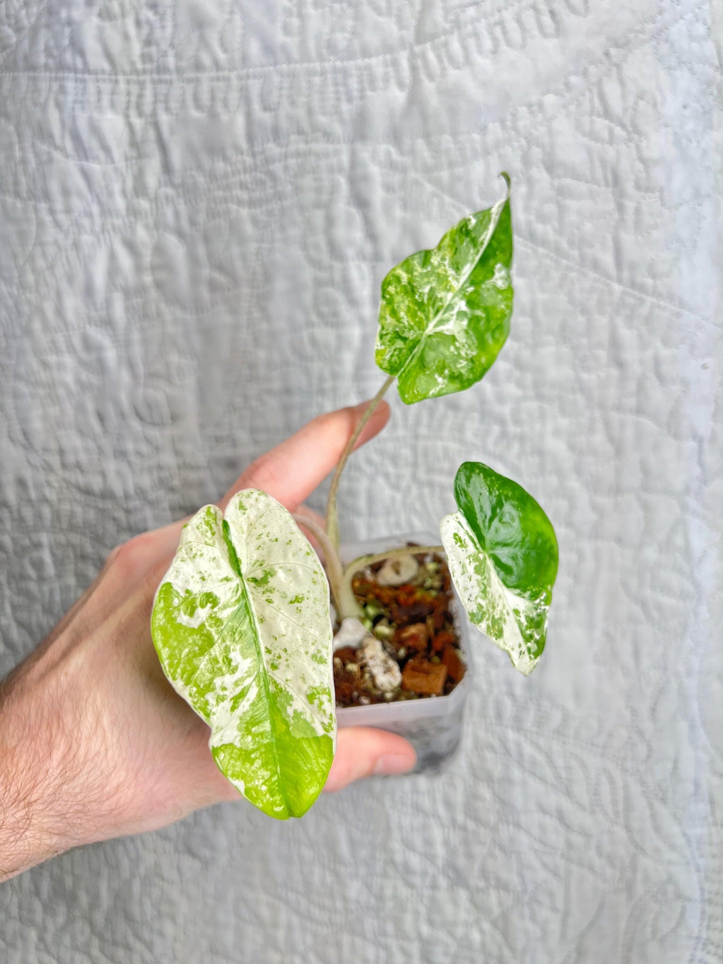 Alocasia Odora Batik AOB01