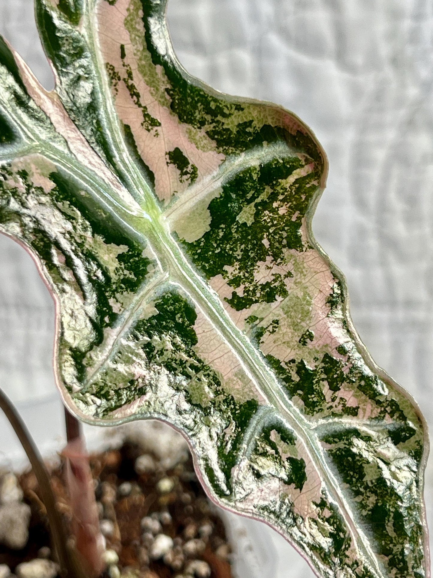 Alocasia Pink K Nobilis APNK01