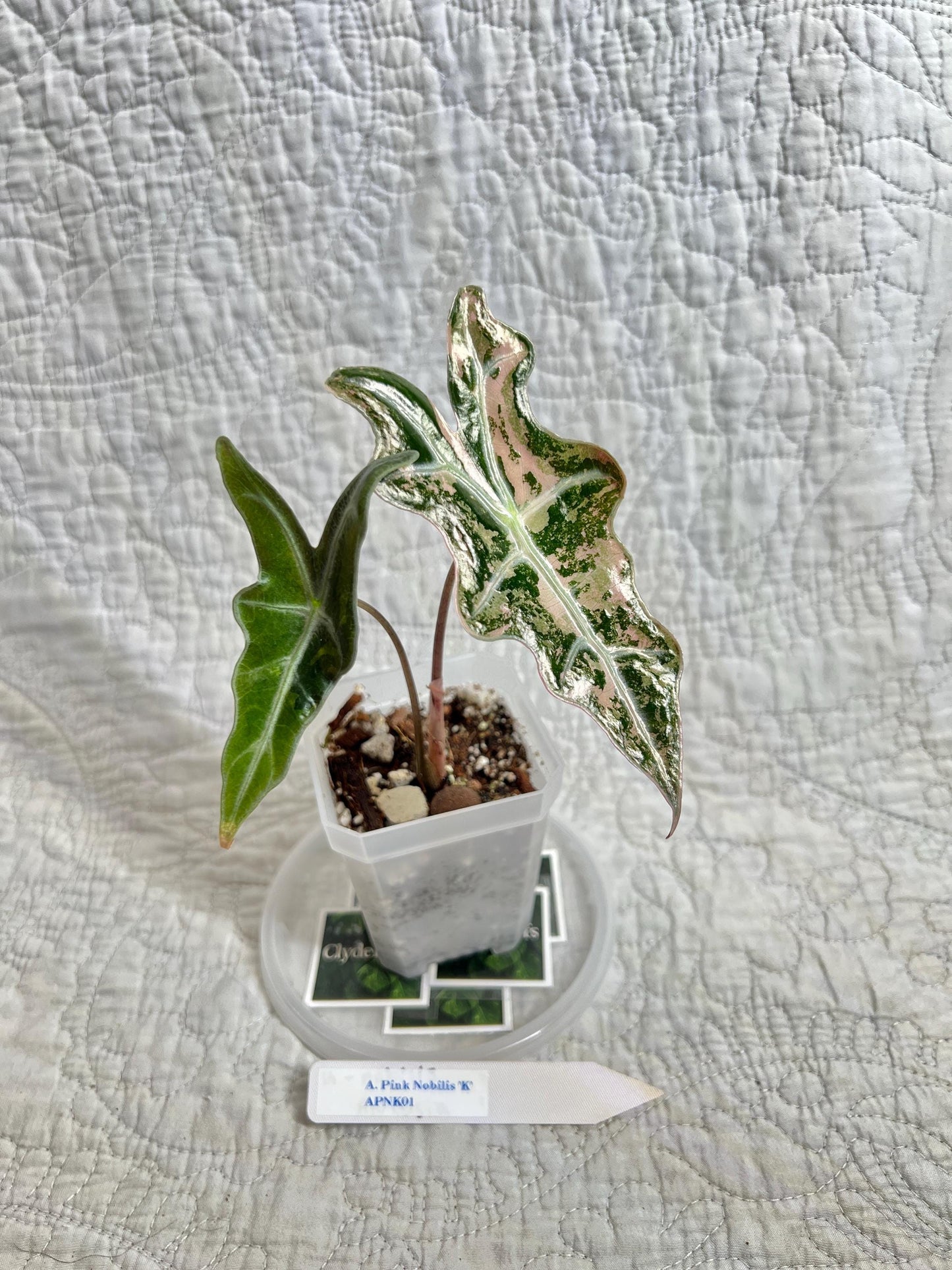 Alocasia Pink K Nobilis APNK01