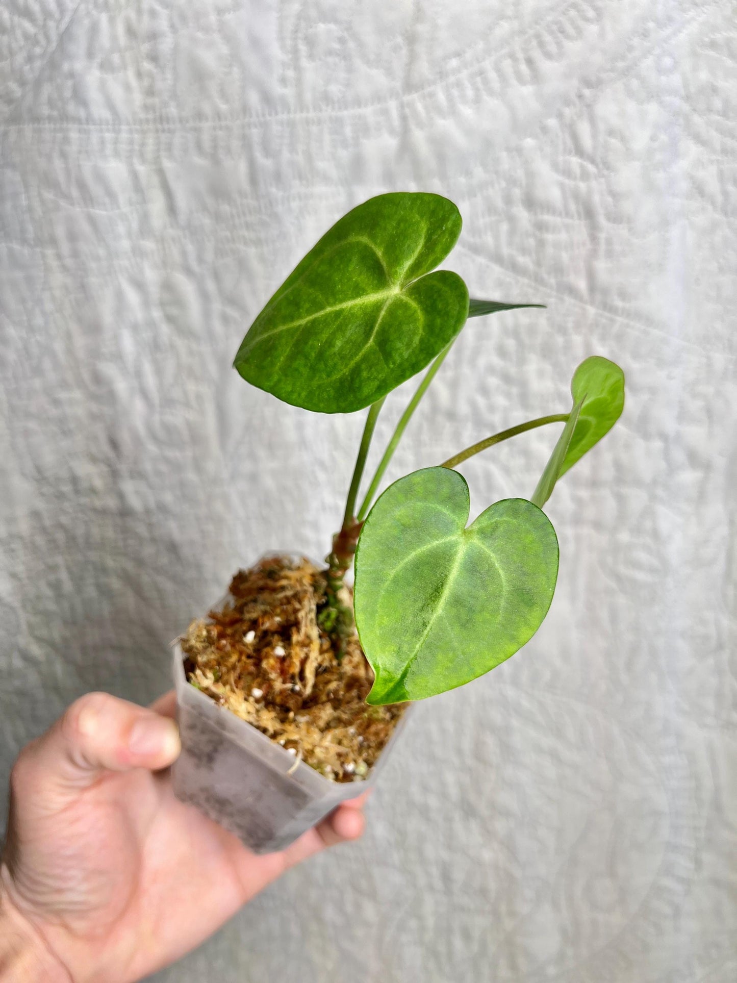 Anthurium Clarinervium AC01