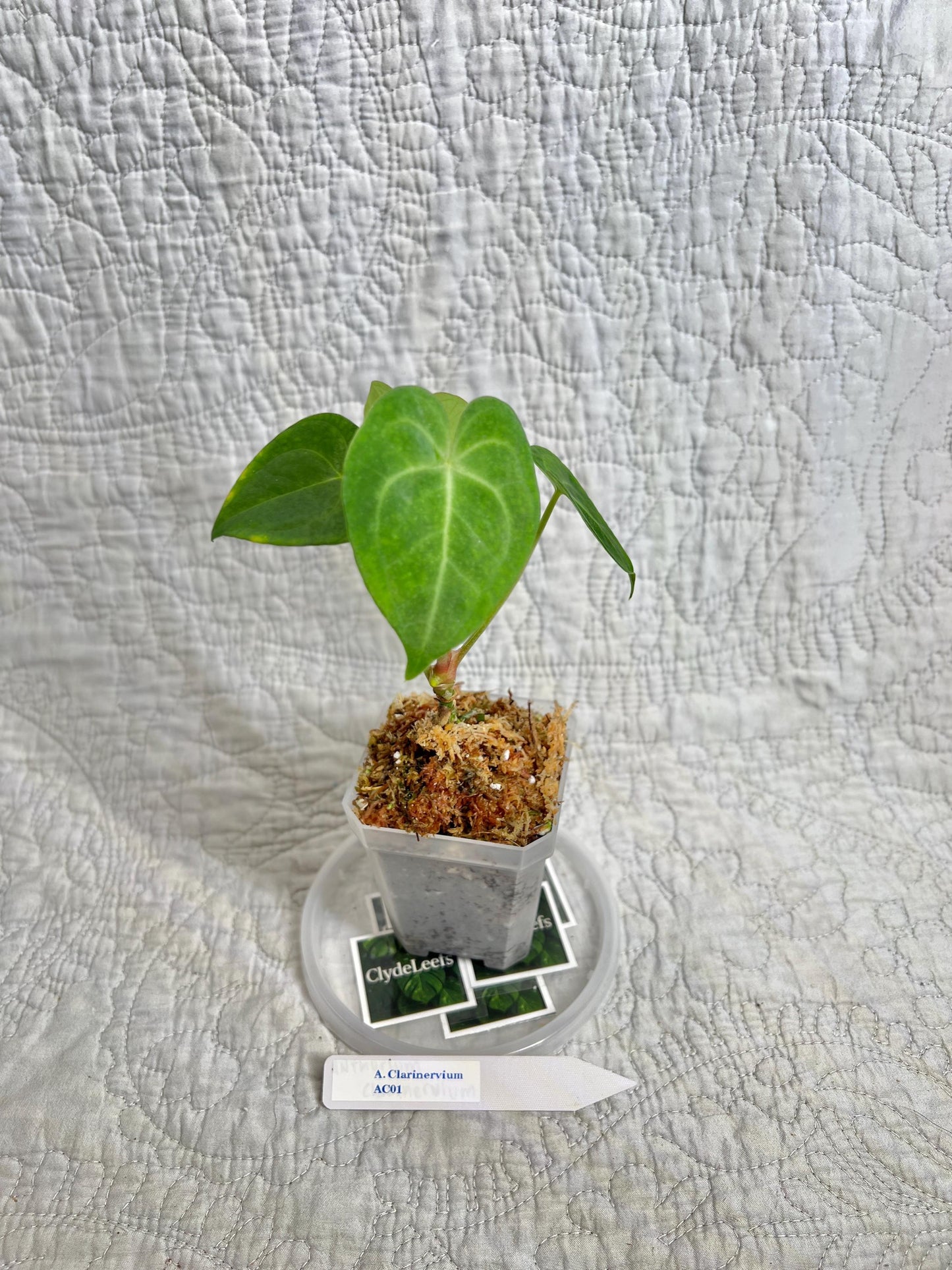 Anthurium Clarinervium AC01