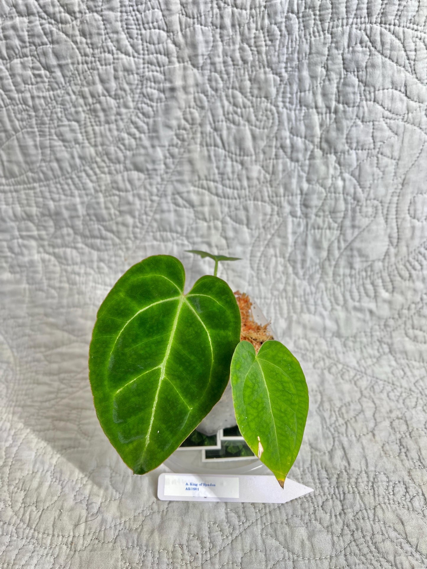 Anthurium Clarinervium AC01