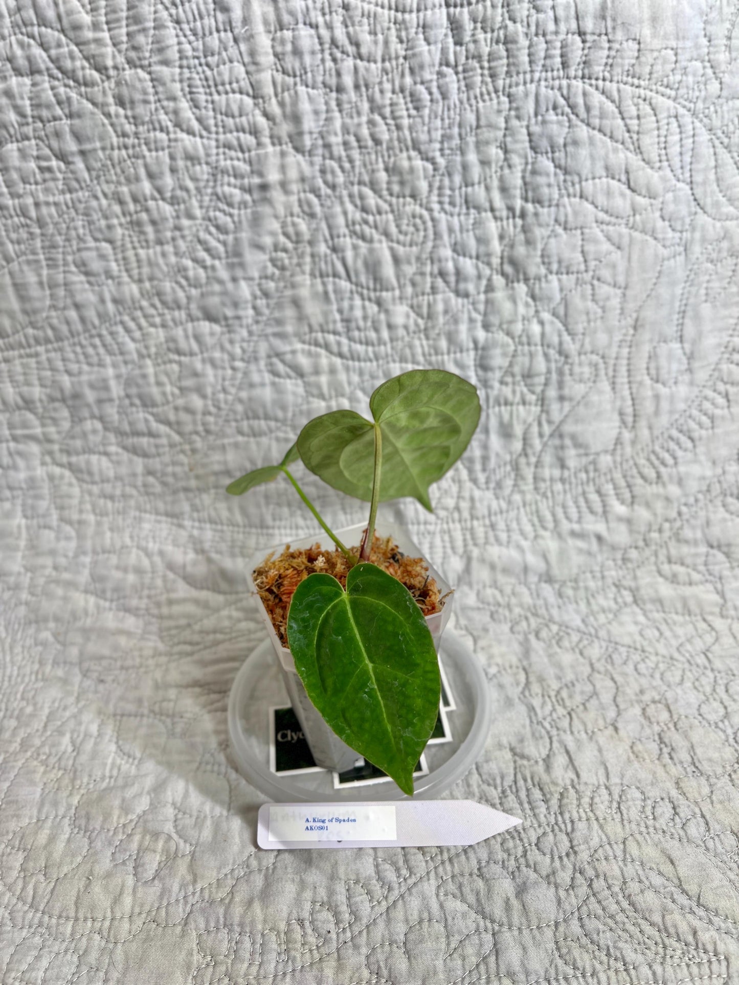 Anthurium Clarinervium AC01