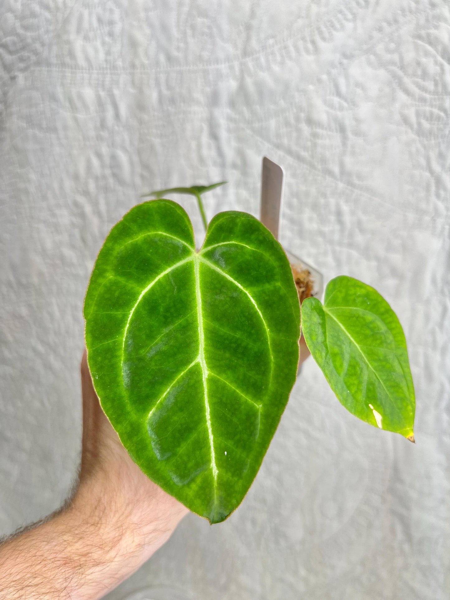 Anthurium Clarinervium AC01