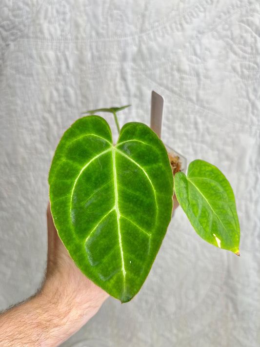 Anthurium Clarinervium AC01