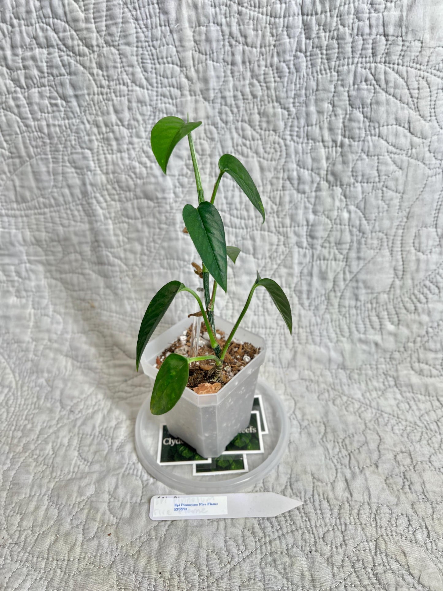 Epipremnum Pinnatum Fire Flame EPFF01