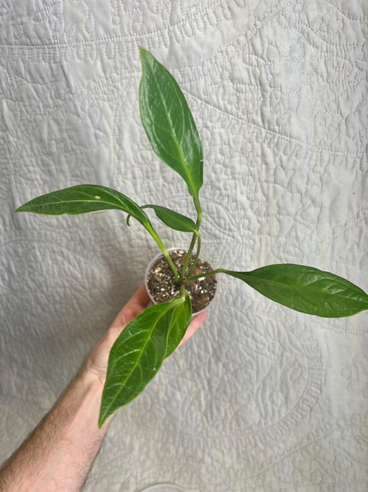 Anthurium Cobra Growers Choice – Rare Anthurium, Collector Aroid, Tropical Houseplant