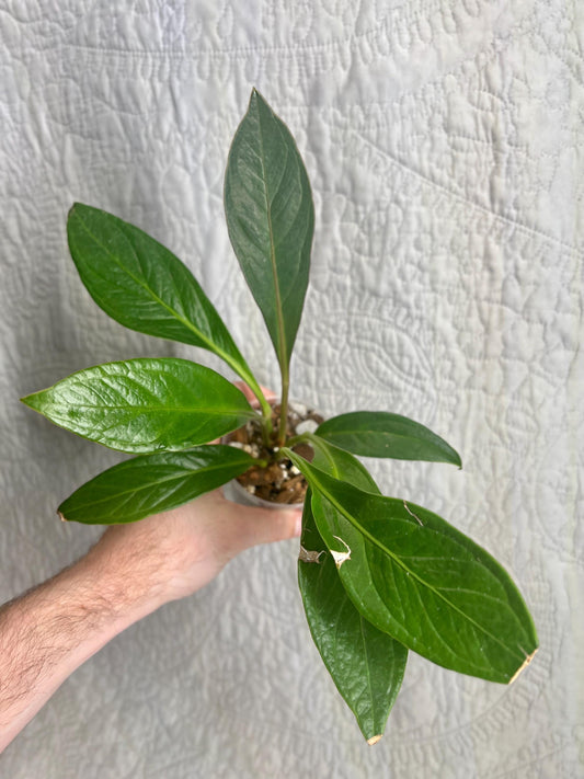 Anthurium Cobra Growers Choice – Rare Anthurium, Collector Aroid, Tropical Houseplant